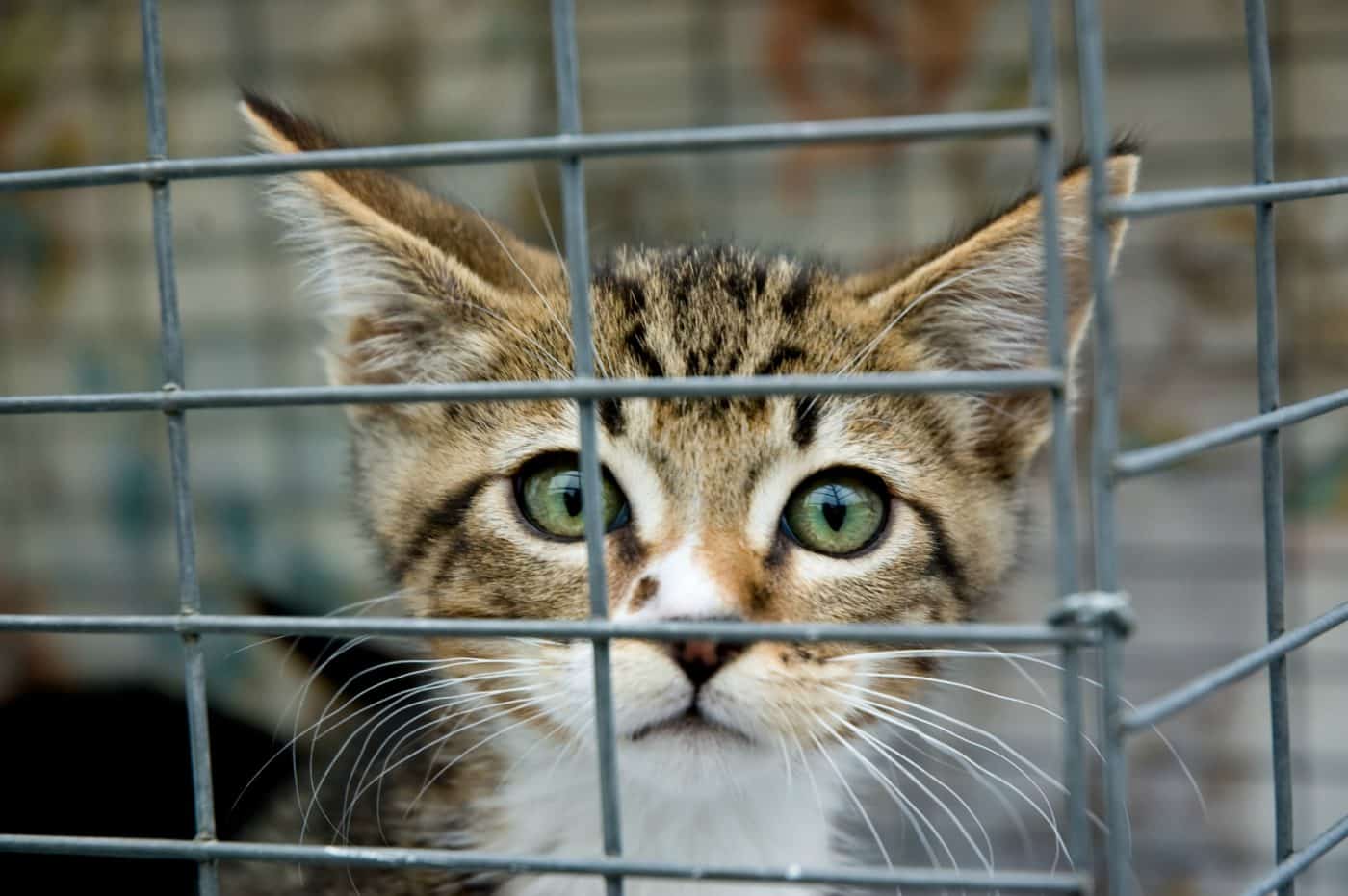 Help Your Local Pet Shelter Other People s Pets