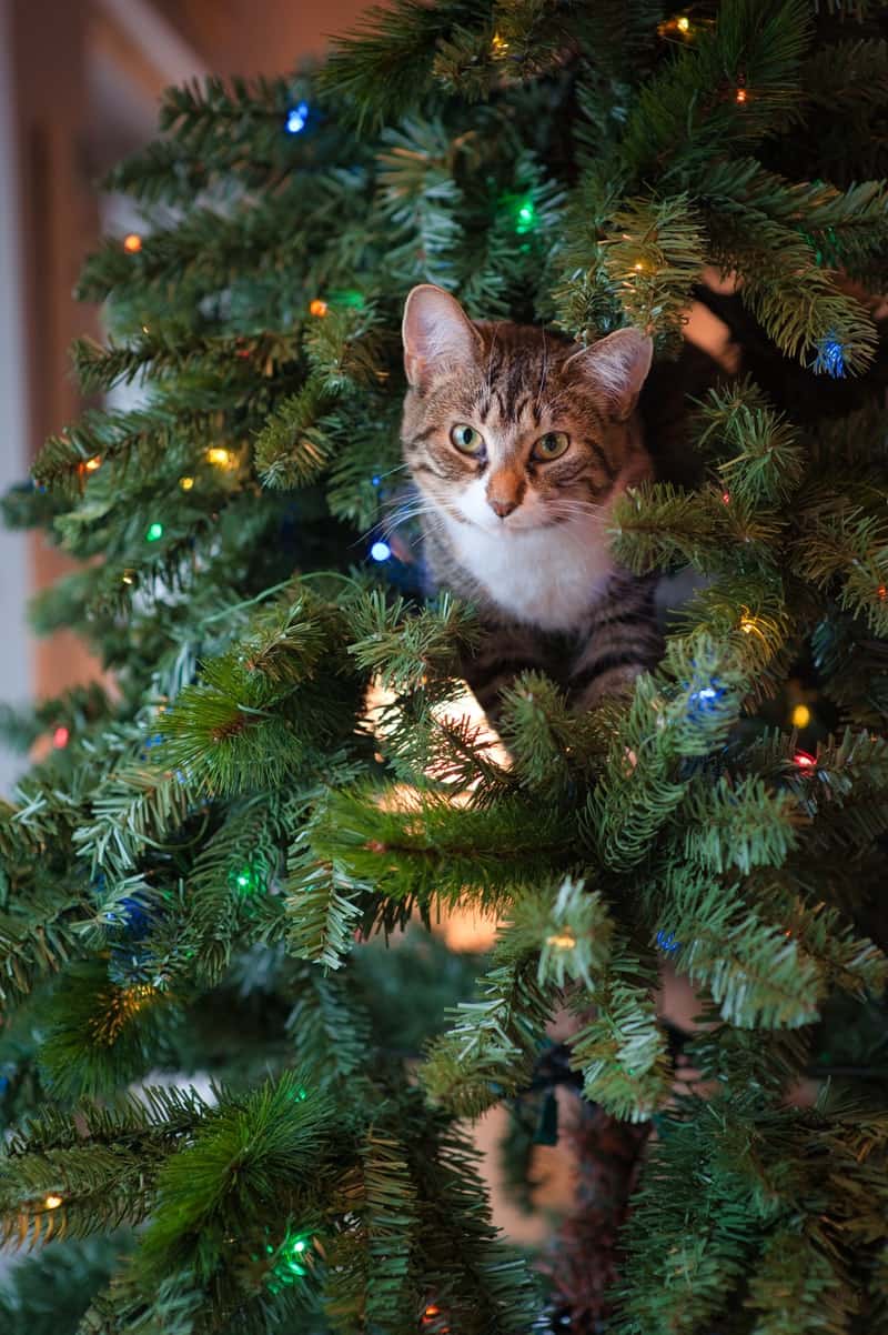 a cat hiding in a Christmas tree