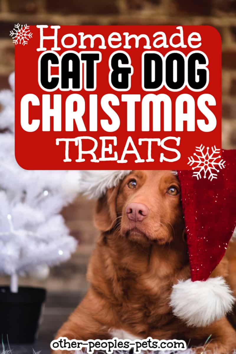 Have you ever made homemade cat and dog Christmas treats? Check out these Christmas treats for cats and dogs you can make this year.