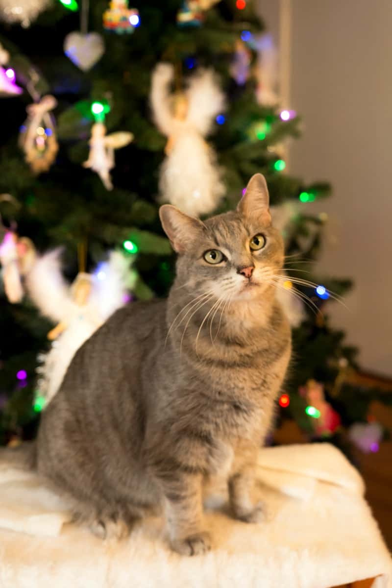 cat sitting near a Christmas tree