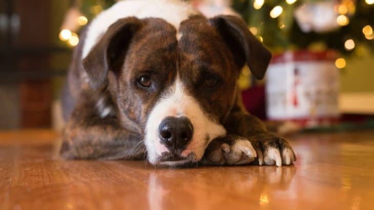 dog lying in front of a Christmas tree