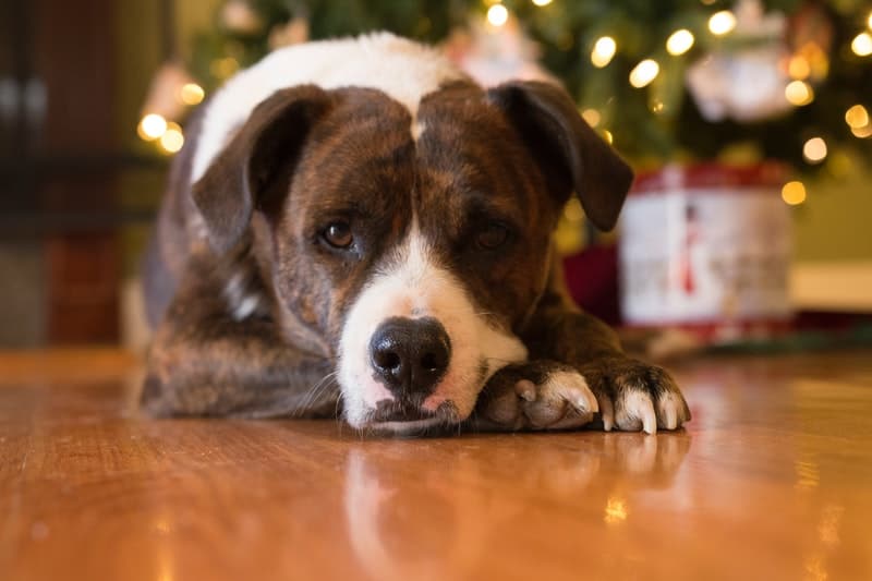 dog lying in front of a Christmas tree