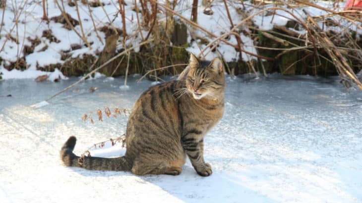 How to care for feral cats in the winter