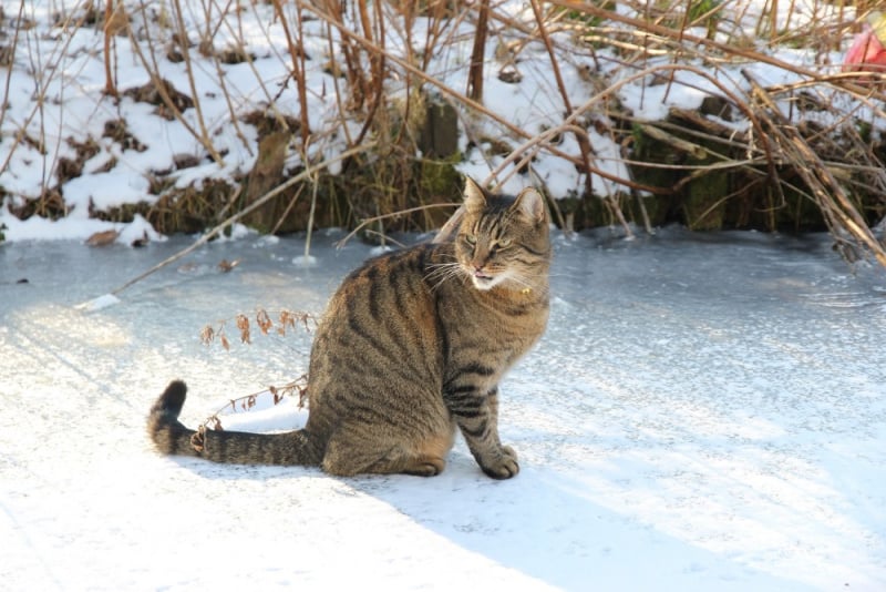 How to care for feral cats in the winter