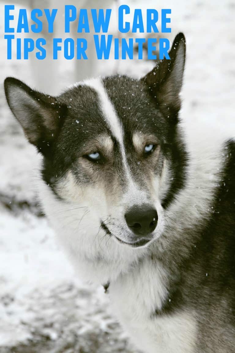 How to Care For Your Dogs Paws in The Winter Other People's Pets