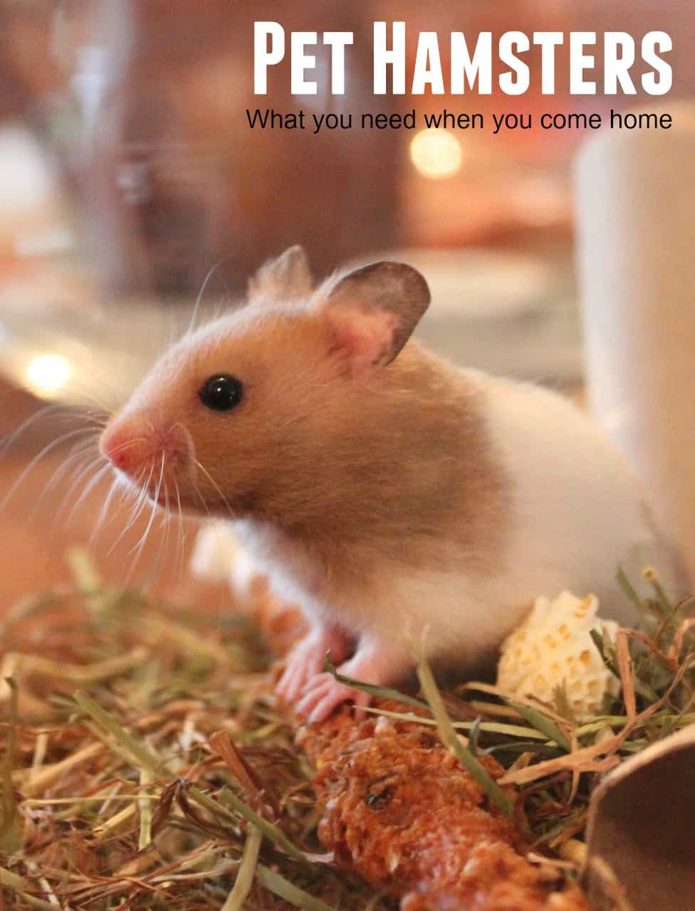 Everything you need to bring home your first hamster