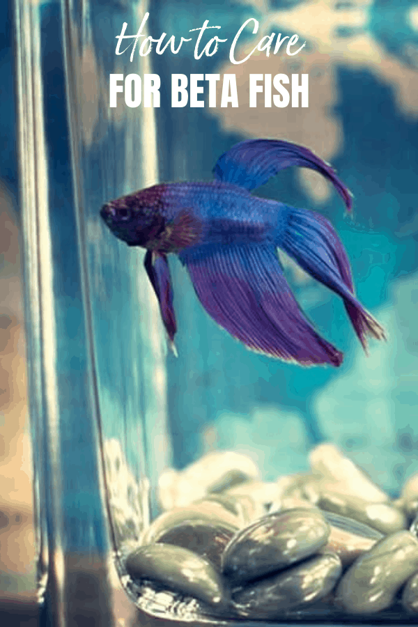 How to Care for Betta Fish When on Vacation