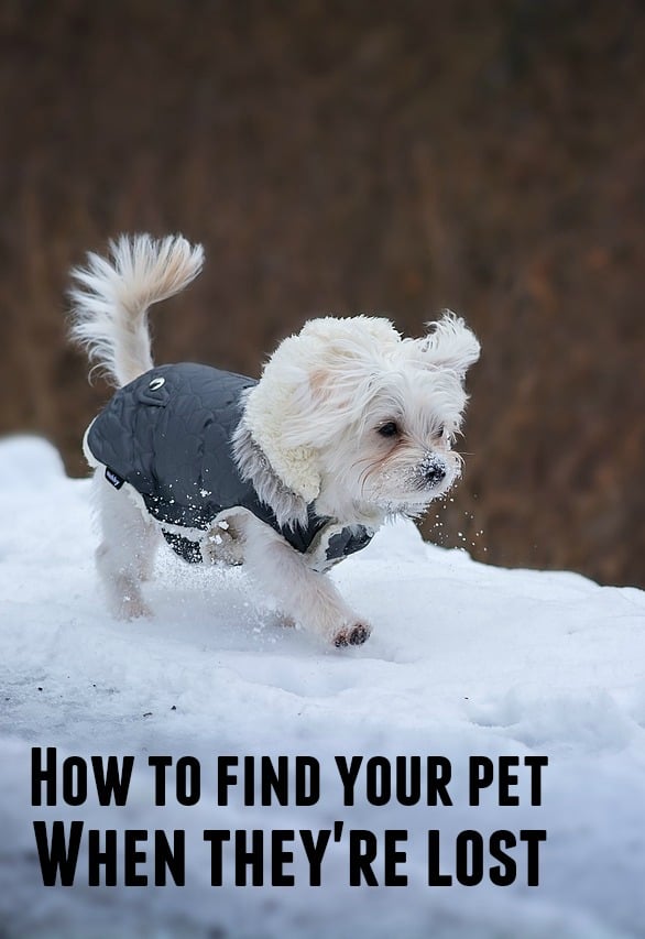 How to find your pet when they're lost