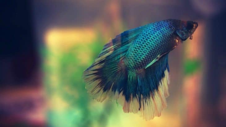 How to care for betta fish when on vacation