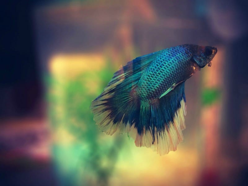 How to care for betta fish when on vacation