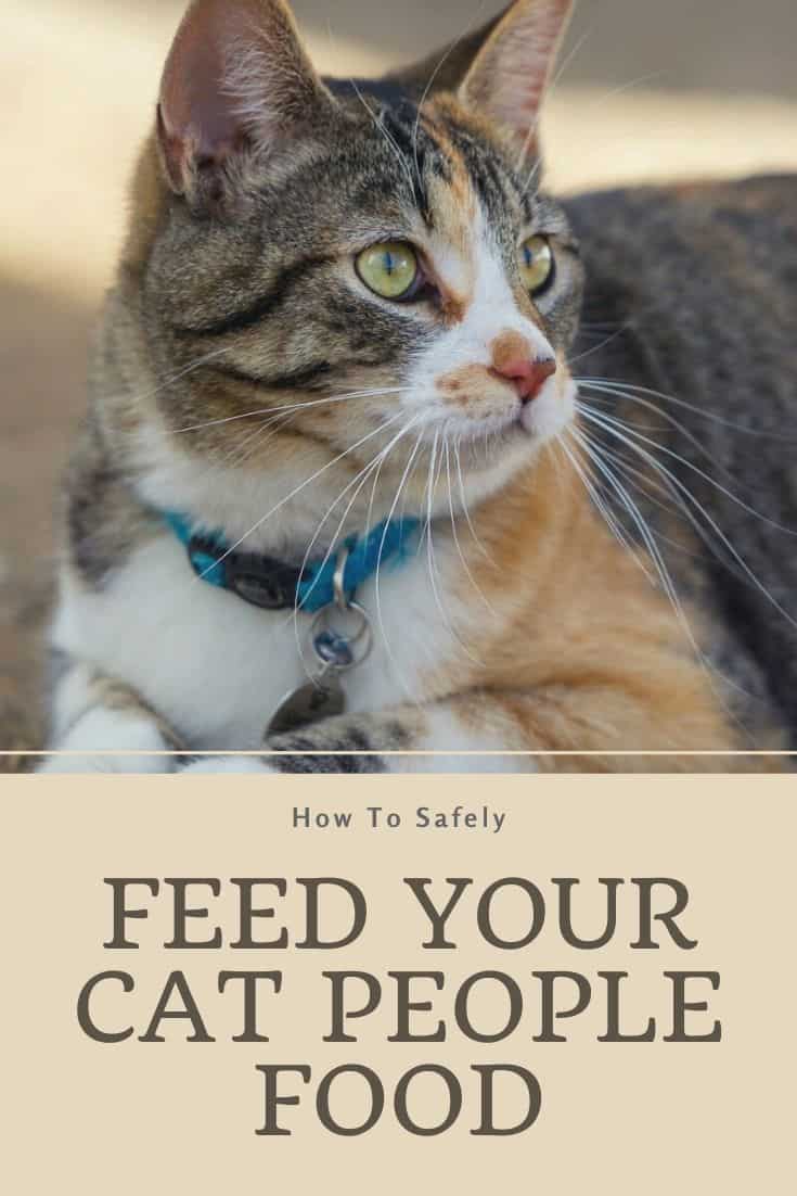 How to Safely Feed Your Cat People Food