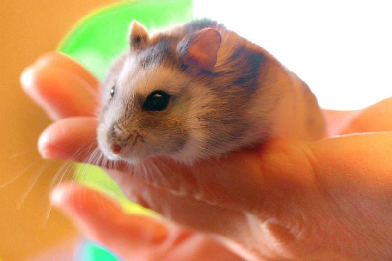 holding a hamster