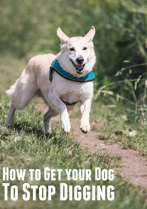 How to Get Your Dog to Stop Digging