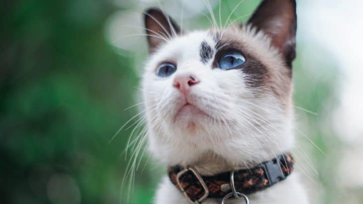 How to Choose the Right Collar for Your Cat