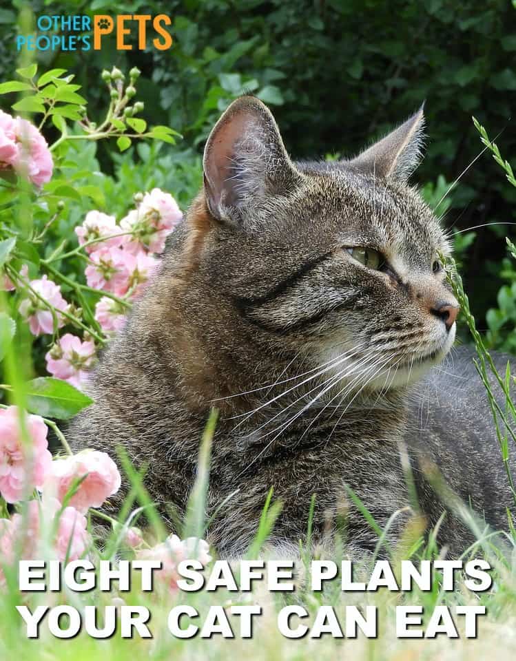 Cat Safe Flower Garden Tips for Concerned Cat Owners