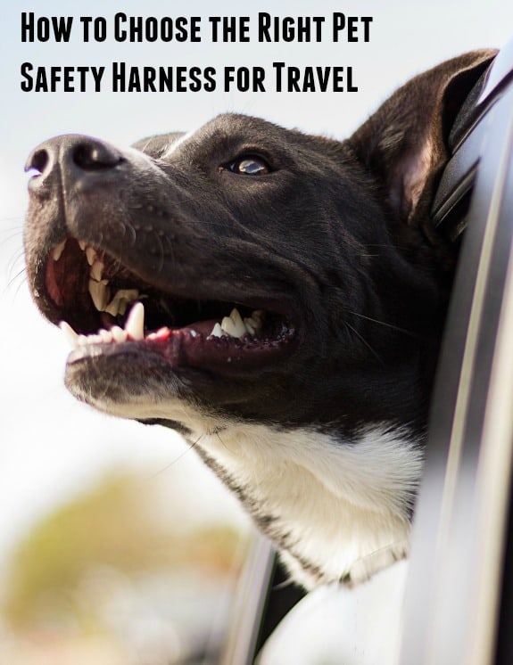 How to Choose the Right Car Pet Safety Harness