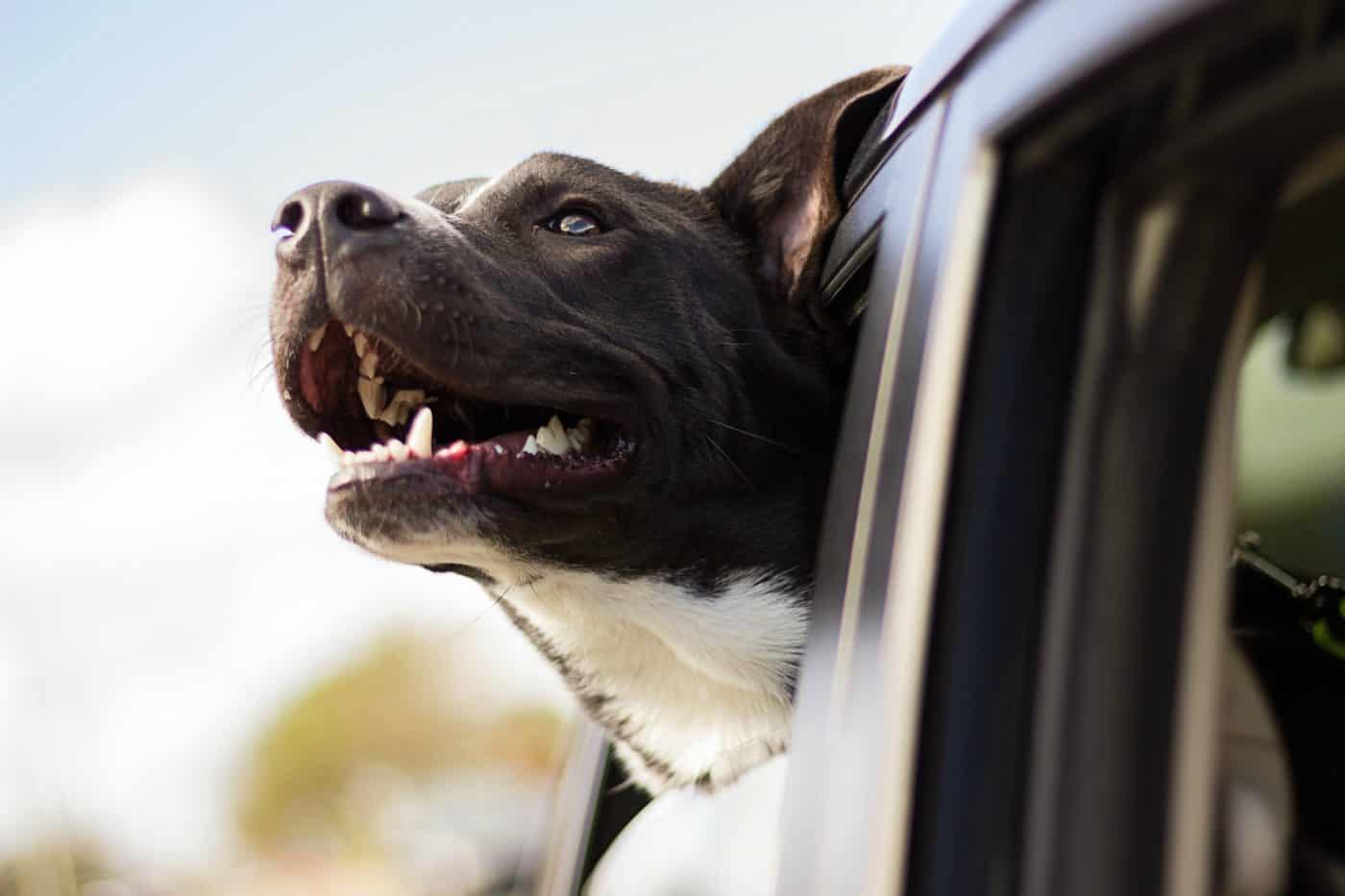 How to Choose the Right Car Pet Safety Harness