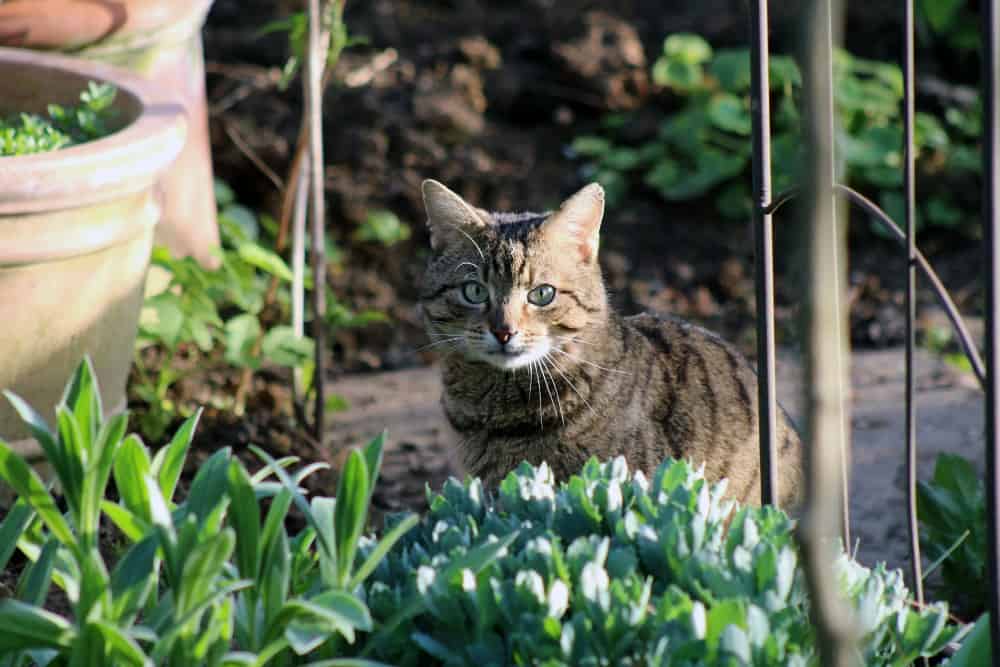How to plant a cat safe flower garden