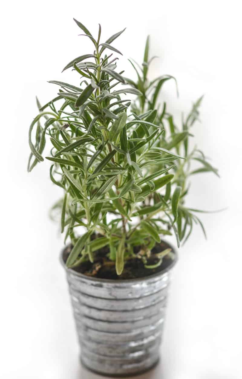 A container of thyme growing
