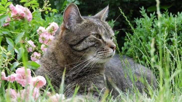 a cat sitting in the flowers