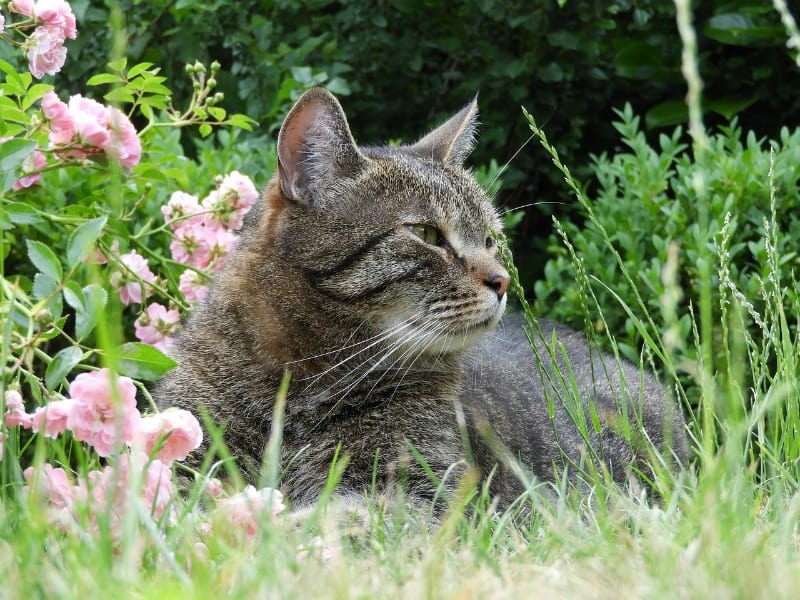 a cat sitting in the flowers