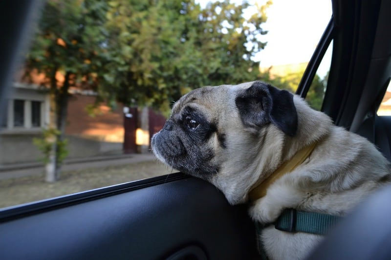 Bull dog traveling in the car looking out the window