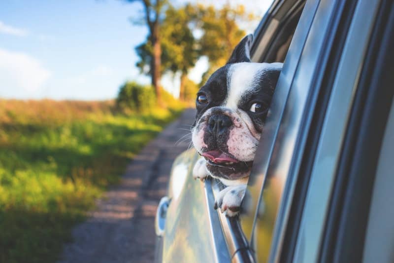 How can I calm my dog down on a long car ride?