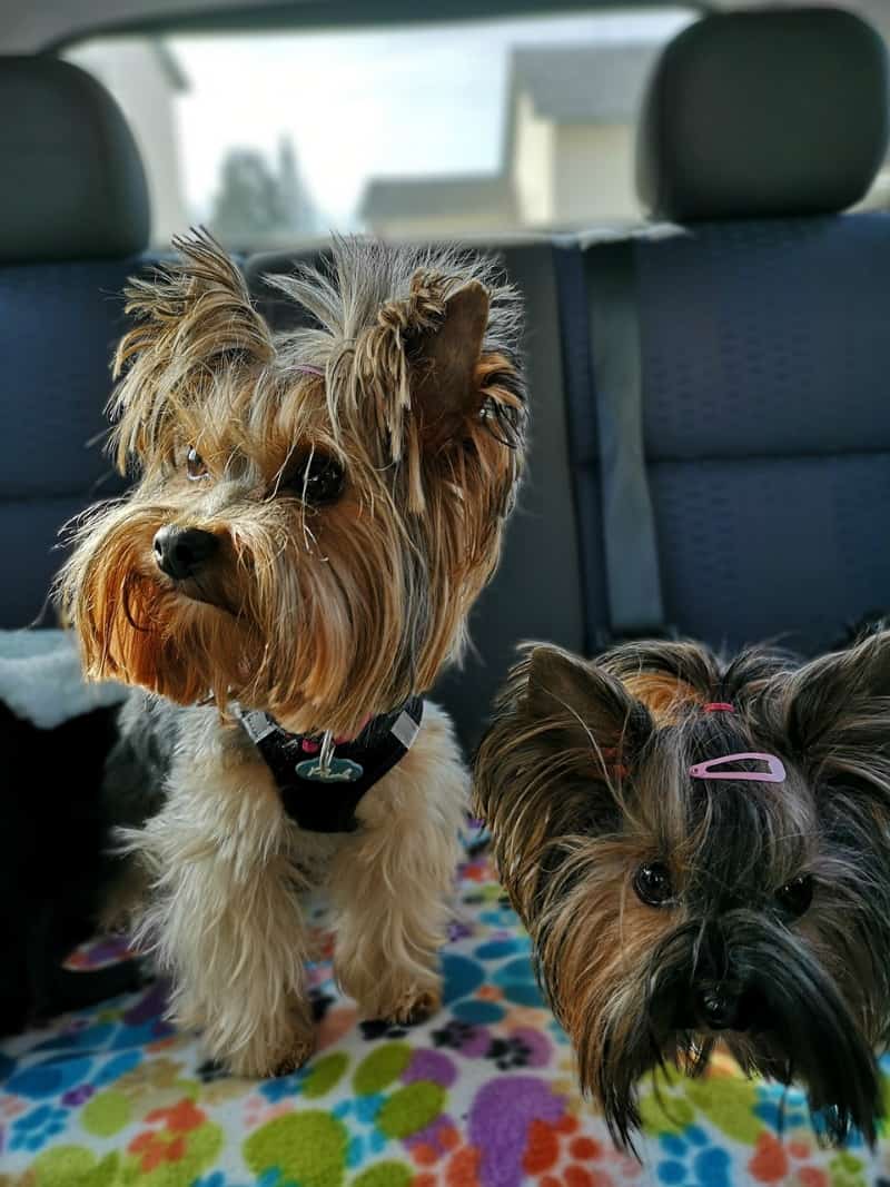 Pet Traveling Tips To Keep Your Dog Happy in the Car
