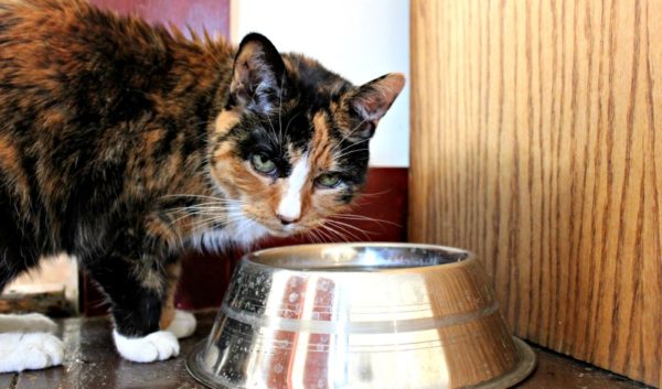 How to Screen Your Cat for Kidney Disease #askyourvet