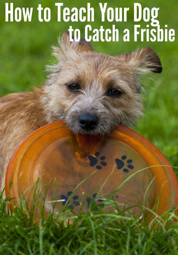 How to Teach Your Dog to Catch a Frisbie