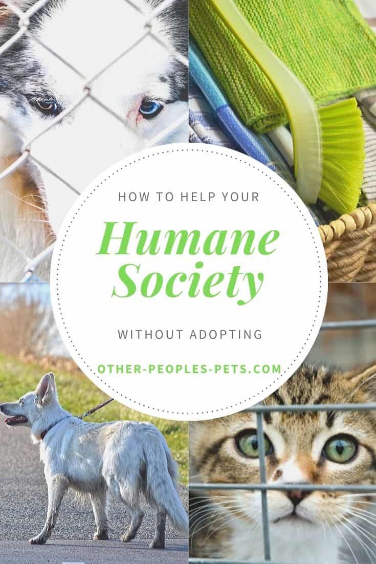 How Can You Help Your Local Pet Shelter Without Adopting #HumaneSociety #Charities #PetAdoption