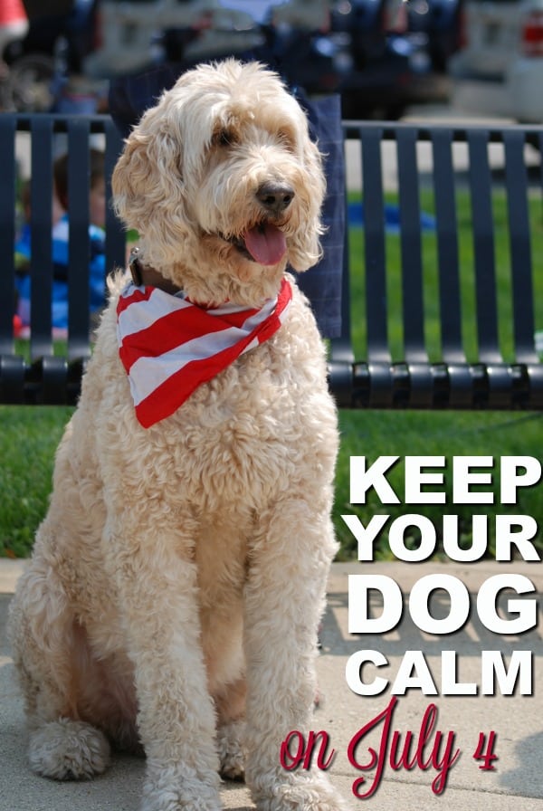 How to keep your dog calm on July 4