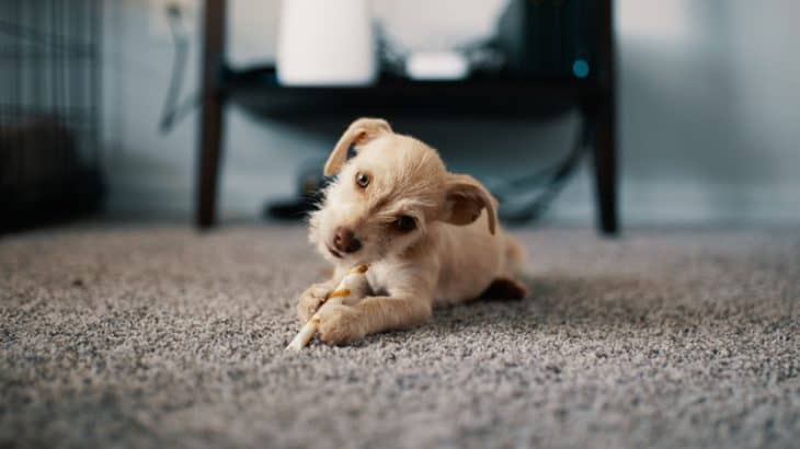 puppy chewing on a bullystick