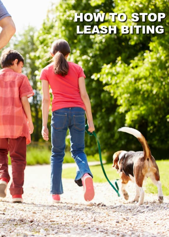 This article will discuss how to stop leash biting if that's a behavior that your dog exhibits. 