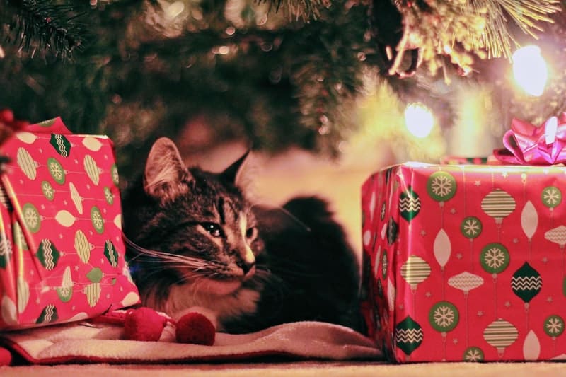 cat under a Christmas tree with presents