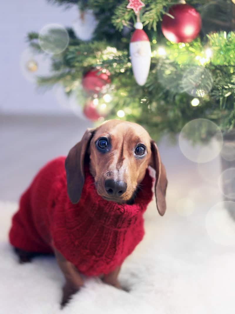 dog in front of a christmas tree with a red sweater