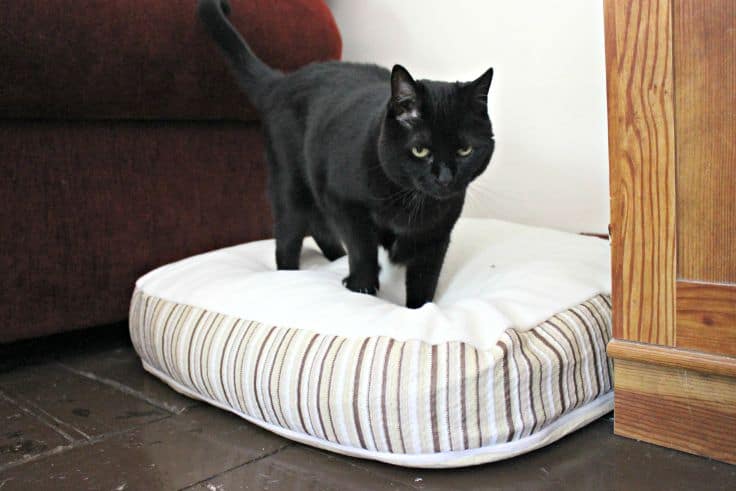 How to Reduce Cat Litter Mess With Multiple Cats