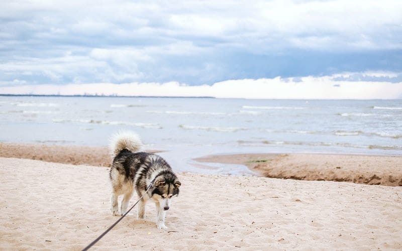 a husky dog on the beach with a leash
