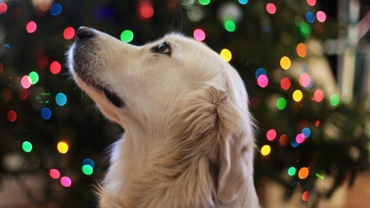 Stocking Stuffers for Pets and Happy Pets Gift Guide