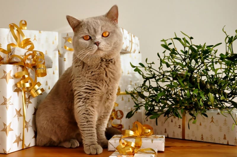 Personalized Gifts for Pet Owners This Christmas