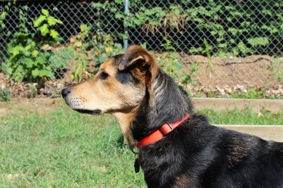 a brown and black dog with a red collar