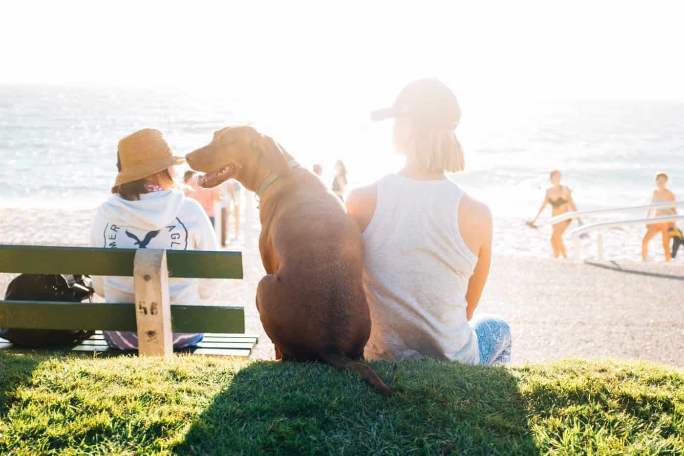 Tips for taking a pet friendly vacation