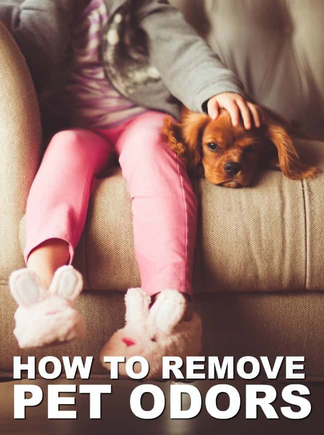 How to Remove Pet Odors From Your Home