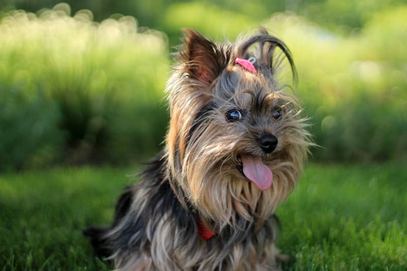 Yorkshire terrier with a pink bow