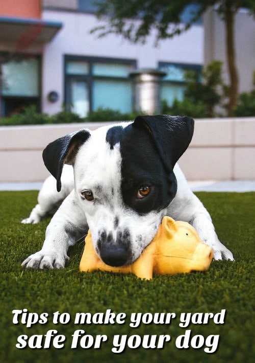 Tips for making your yard safe for your dog