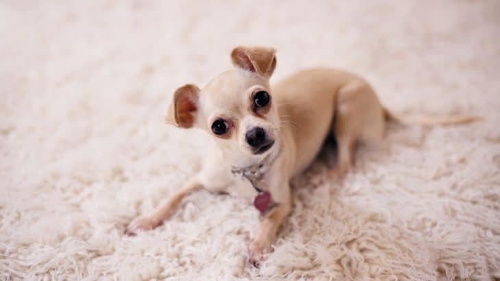 cute dog sitting on the carpet