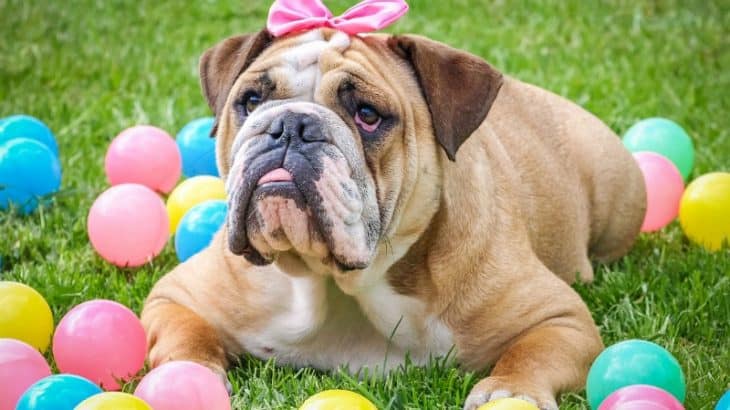 8 Fun Spring or Easter Gifts for Dogs