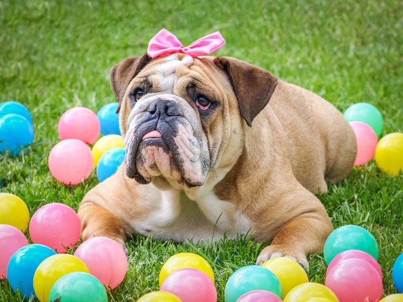8 Fun Spring or Easter Gifts for Dogs