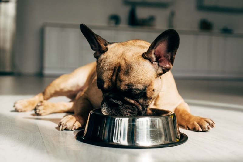 French bulldog eating out of a dog bowl