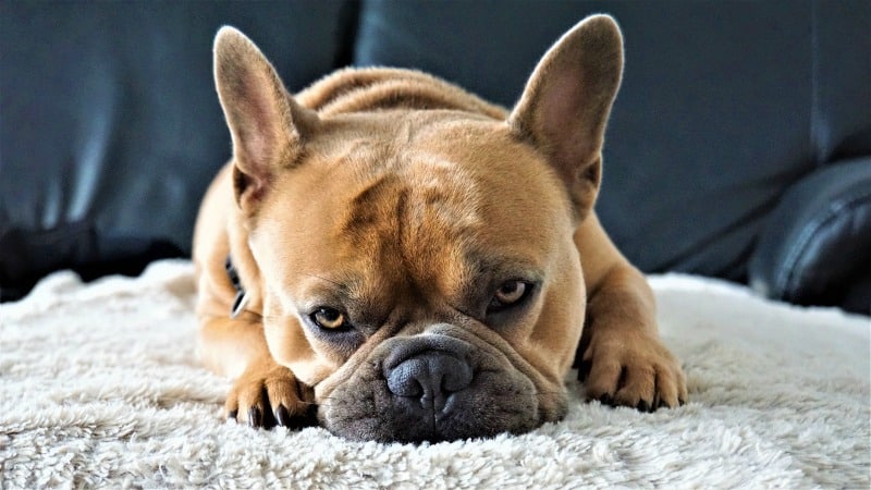 French bulldog laying on a white rug